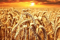 Wheat Field