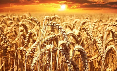 Wheat Field