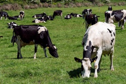 Cattle Grazing