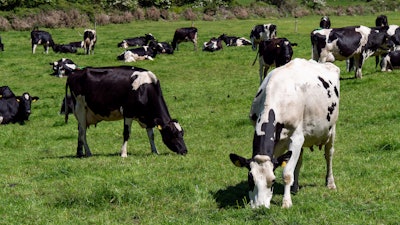 Cattle Grazing