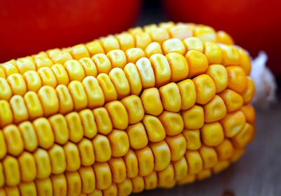 Corn Close Up Matthiasboeckel Pixabay