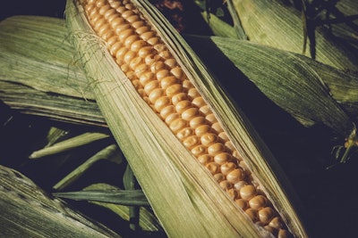 Corn Cobs 1195798 Pixabay