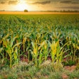 Corn Field At Sunset Fietzfotos Pixabay