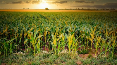 Corn Field At Sunset Fietzfotos Pixabay