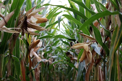 Corn Field From Below W Franz Pixabay