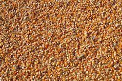 Corn Kernel Pile