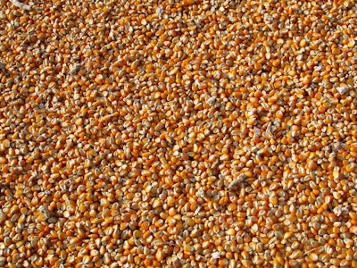 Corn Kernel Pile