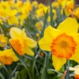 Daffodils