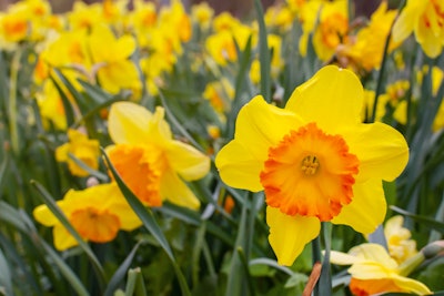 Daffodils