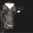 Dairy Cow With Black Background Waldo93 Pixabay
