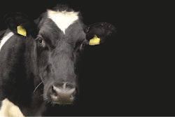 Dairy Cow With Black Background Waldo93 Pixabay