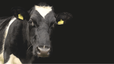 Dairy Cow With Black Background Waldo93 Pixabay