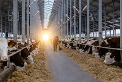 Eating Dairy Cows At Sunset