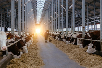 Eating Dairy Cows At Sunset