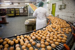 Egg On Production Line