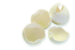 Egg Shells On White