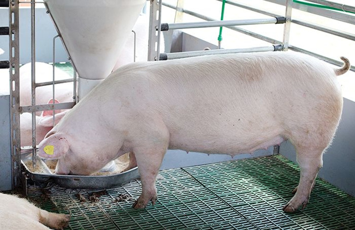 Possible downsides of precision animal nutrition to consider