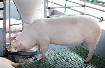 Precision Pig Nutrition