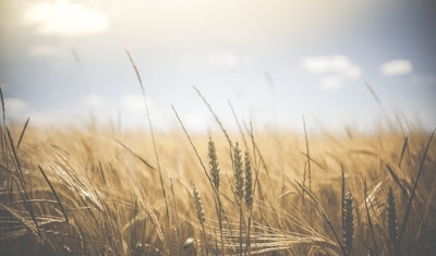 Ripe Wheat In Feild