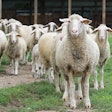 Sheep Herd Standing In Farmland