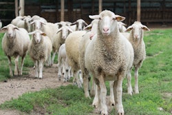 Sheep Herd Standing In Farmland