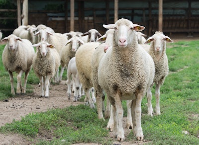 Sheep Herd Standing In Farmland