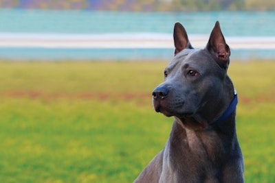 Thailand’s pet food opportunities continue to grow as the Asia-Pacific region carves out a space in the global pet food market.