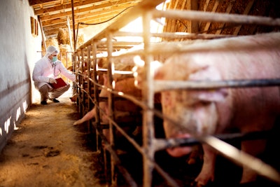 Vet Examining Pigs 2