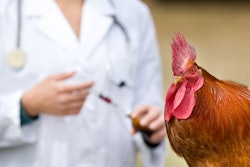 Vet Giving Vaccine Brown Chicken