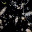 Zooplankton