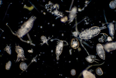 Zooplankton