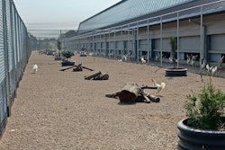 Kipster's hens have access to indoor and outdoor areas, which both include enrichments to encourage natural behaviors. Outdoor areas are protected from predators.