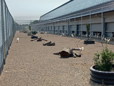 Kipster's hens have access to indoor and outdoor areas, which both include enrichments to encourage natural behaviors. Outdoor areas are protected from predators.