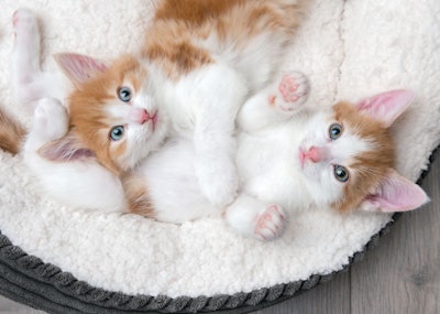 Dogs have been well-represented in pet food since pet food began, and now cats are getting some well-deserved attention.