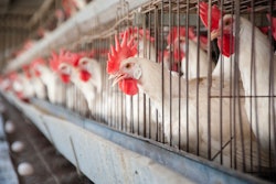 Aisle Of Layers In Cages With Eggs 3
