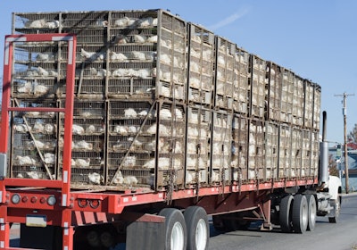 Properly catching and loading broilers and turkeys into cages can have a positive impact on both bird welfare and pack out yield.