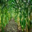 Rows Of Corn Fietzfotos Pixabay
