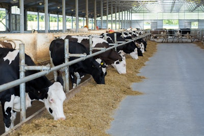 Cows Eating Corn Silage