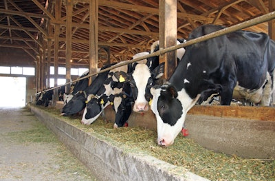 Cows Eating In Barn