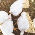 Organic Broiler Chickens