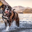 Pfi boxer Canada Dog Mountain Forest Lake Nature Boxer In Alouette Lake Canada Edgar Bullon Big Stock com
