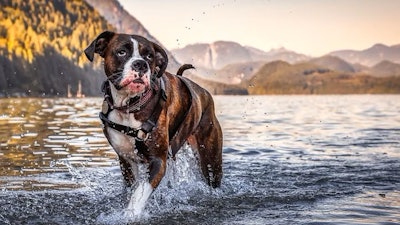 Pfi boxer Canada Dog Mountain Forest Lake Nature Boxer In Alouette Lake Canada Edgar Bullon Big Stock com