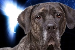 Pfi brazil Dog Map Erik Lam Dreamstime