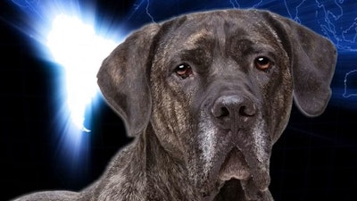 Pfi brazil Dog Map Erik Lam Dreamstime