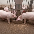 Pigs Eating From Feeder In Barn