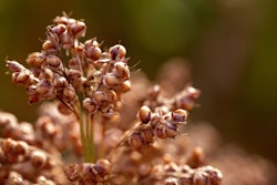 Sorghum 1