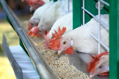 White Chickens Eating Feed