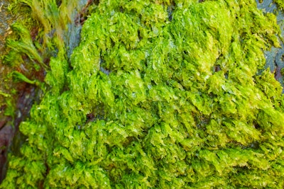 Algae Concept Image