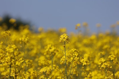 Canola In Field J Blueberry Pixabay