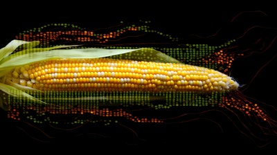 Corn 8311798 1280